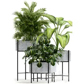 Plants collection opalo